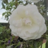 White Wedding climbing rose