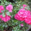 Beautiful pink patio rose