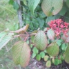 Viburnum plicatum tomentosum
