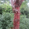 Prunus peeling bark tree