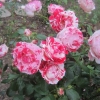 Wondrous colours in the Rose Garden
