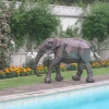 The Indian Elephant by the pool