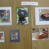 Photography - "A Member of the Family" - The Winner - Spaniel