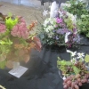 Floral Art - Arrangement evoking a song or piece of music - The Winner - "The Autumn Leaves" (Nat King Cole) - on the left, Sheila's "Music of the Night" from Phantom of the Opera at the back