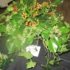 Floral Art - Arrangement evoking a song or piece of music - "The Holly and the Ivy"