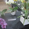 Flowers - Indoor Pot Plant