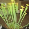 Flowers - Indoor Pot Plant