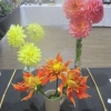 Flowers - 3 Dahlias - Kathy's winning entry on the right