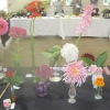 Flowers - Best Flower in my Garden Today - Sheila's wonderful trophy winning pink Gladiola back right