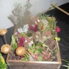 Floral Art - Adult - Miniature garden in a box or tray