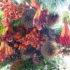 Wonderful colourful berries