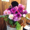 Kathy's magnificent dahlias