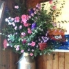 Camilla's magnificent arrangement in a milk churn