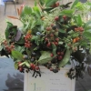 Floral Art - Autumn Jewels winner