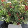 Floral Art - Autumn Jewels