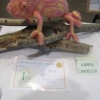 Craft - Knitted/Crocheted Article winner