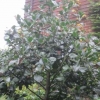 “Ilex Altaclerensis (cutting from Hampton Court)”