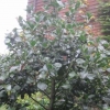 “Ilex Altaclerensis (cutting from Hampton Court)”