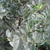 “Ilex Crenata  ( variegated)”