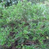 “Ilex Dimorphophylla  f  (Okinawa islands Japan)”