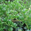 “Ilex Cornuta Ira S Nelson   f  (Chinese provenance)”