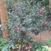 “Ilex x Meserveae  Blue Angel  f   (Blue holly group)”