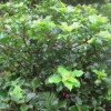 “Ilex Little Rascal   m   (blue holly group)”