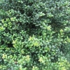 “Ilex Crenata”