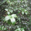 “Ilex Dipyrena  f  (Himalayas   SW China   Upper Burma)”