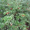 “Ilex Meserveae  f  Blue Princess”