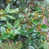 “Ilex Aquifolium Yellora  f”