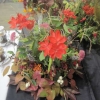 Floral Art - Augumn Jewels