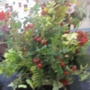 Floral Art - Augumn Jewels