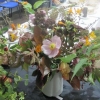 Floral Art - Augumn Jewels