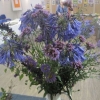 Single Colour Arrangement