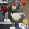 Flowers - A single Rose Stem