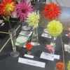 Flowers - A single ~Dahlia