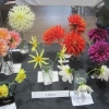 Three Dahlias