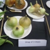Group of three Onions