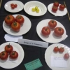 Group of three Tomatoes