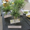 Collection of herbs