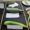 Single cucumber