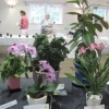 Indoor pot plant