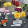 Three dahlias
