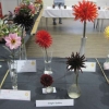 Single dahlia