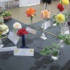 Single rose stem