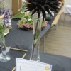 Kathy Pearce's Finest Flower in Show