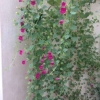 Something beautiful in the conservatory
