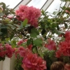 Bougainvillea