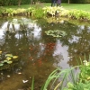 Shoal of gold fish